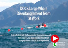 DOC Large Whale Disentanglement Team