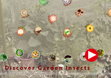 Discover Garden Insects